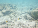 IMGP1841.jpg Sous l eau - Rangiroa - Copyright : See Otherwise 2012 - 2023