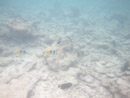 Sous l eau - Rangiroa - Copyright : See Otherwise 2012 - 2023