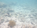 Sous l eau - Rangiroa - Copyright : See Otherwise 2012 - 2023