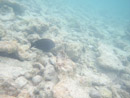 IMGP1862.jpg Sous l eau - Rangiroa - Copyright : See Otherwise 2012 - 2023