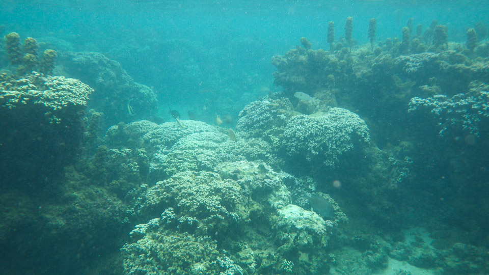 IMGP0047.jpg Sous l eau - Tahiti - Copyright : See Otherwise 2012 - 2024