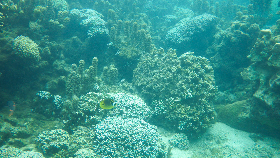 IMGP0063.jpg Sous l eau - Tahiti - Copyright : See Otherwise 2012 - 2024