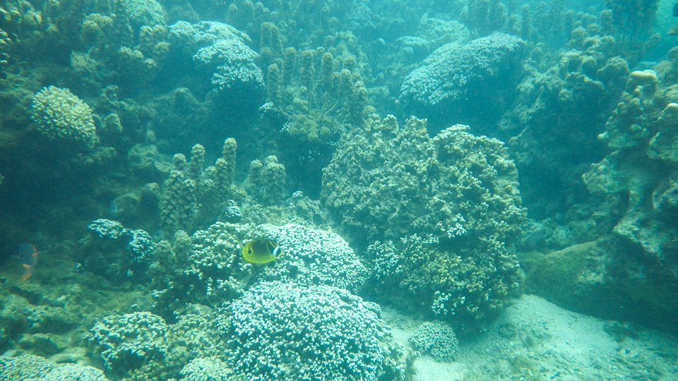 IMGP0063.jpg Sous l eau - Tahiti - Copyright : See Otherwise 2012 - 2025