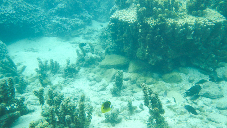 IMGP0066.jpg Sous l eau - Tahiti - Copyright : See Otherwise 2012 - 2025