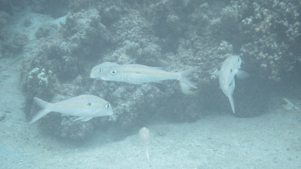 IMGP0088.jpg Sous l eau - Tahiti - Copyright : See Otherwise 2012 - 2025