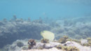 IMGP0037.jpg Sous l eau - Tahiti - Copyright : See Otherwise 2012 - 2023