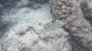 IMGP0038.jpg Sous l eau - Tahiti - Copyright : See Otherwise 2012 - 2023