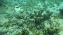 IMGP0058.jpg Sous l eau - Tahiti - Copyright : See Otherwise 2012 - 2023