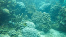 IMGP0063.jpg Sous l eau - Tahiti - Copyright : See Otherwise 2012 - 2023