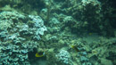 IMGP0075.jpg Sous l eau - Tahiti - Copyright : See Otherwise 2012 - 2023