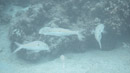 IMGP0088.jpg Sous l eau - Tahiti - Copyright : See Otherwise 2012 - 2023