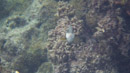 IMGP0091.jpg Sous l eau - Tahiti - Copyright : See Otherwise 2012 - 2023