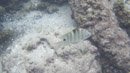 Sous l eau - Tahiti - Copyright : See Otherwise 2012 - 2025