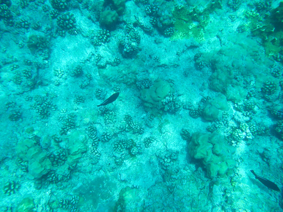 IMGP1603.jpg Sous l eau - Tikehau - Copyright : See Otherwise 2012 - 2025