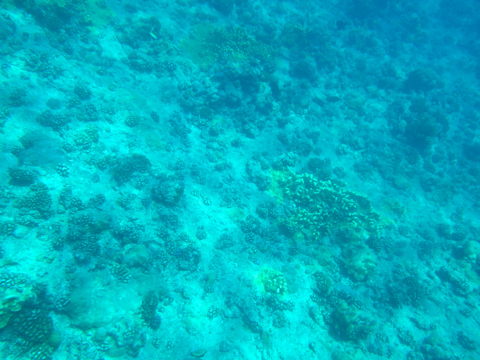 IMGP1616.jpg Sous l eau - Tikehau - Copyright : See Otherwise 2012 - 2025