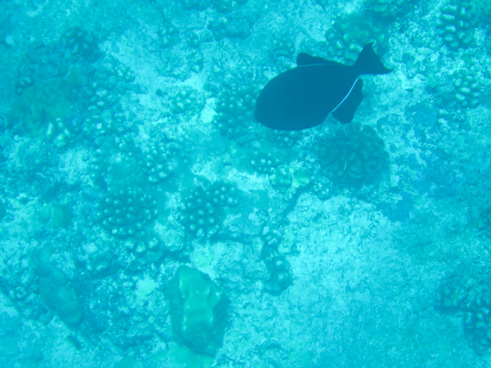 IMGP1621.jpg Sous l eau - Tikehau - Copyright : See Otherwise 2012 - 2025