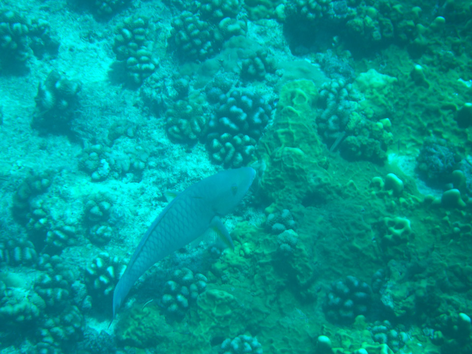 IMGP1623.jpg Sous l eau - Tikehau - Copyright : See Otherwise 2012 - 2025