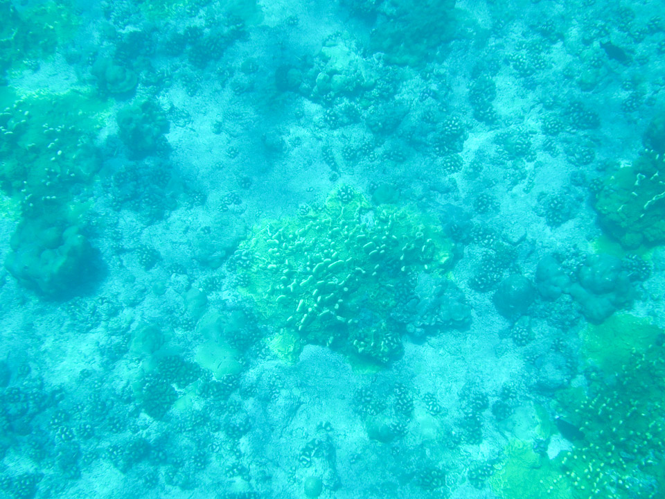 IMGP1626.jpg Sous l eau - Tikehau - Copyright : See Otherwise 2012 - 2025