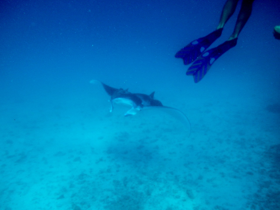 IMGP1638.jpg Sous l eau - Tikehau - Copyright : See Otherwise 2012 - 2025
