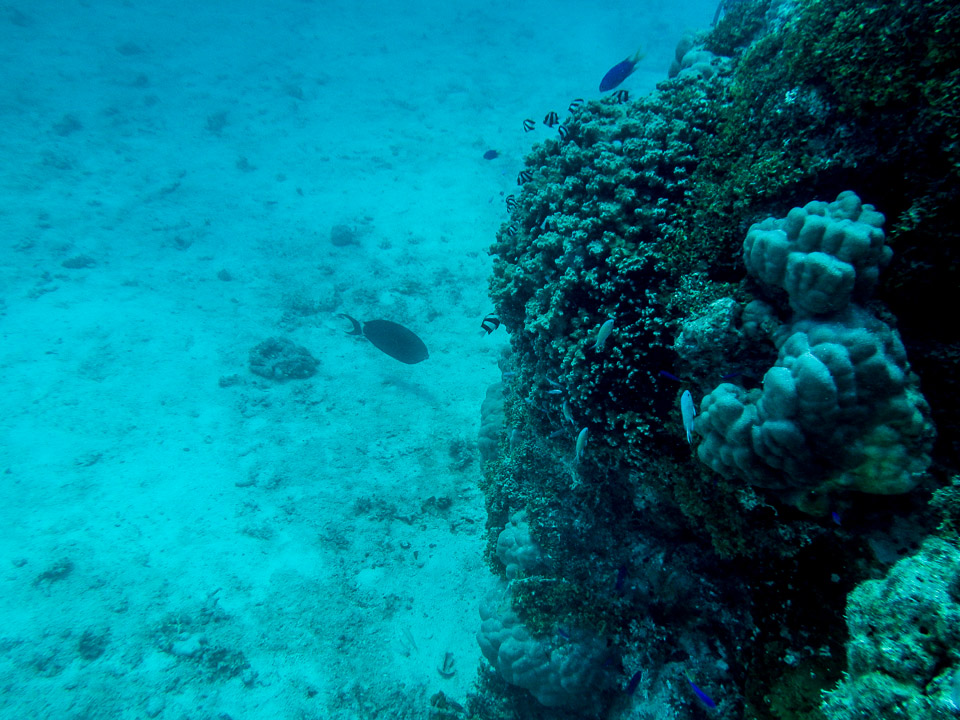 IMGP1654.jpg Sous l eau - Tikehau - Copyright : See Otherwise 2012 - 2025