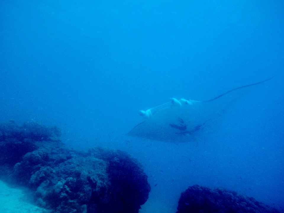 IMGP1663.jpg Sous l eau - Tikehau - Copyright : See Otherwise 2012 - 2025