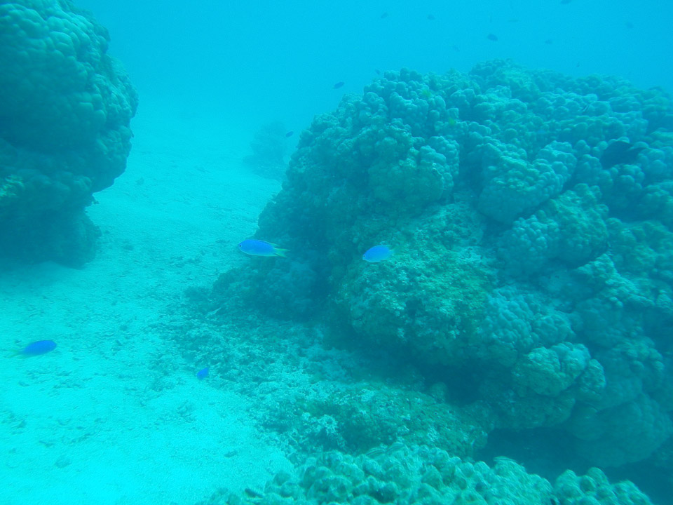 IMGP1675.jpg Sous l eau - Tikehau - Copyright : See Otherwise 2012 - 2025