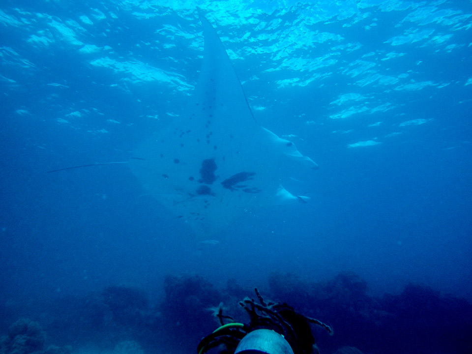 IMGP1682.jpg Sous l eau - Tikehau - Copyright : See Otherwise 2012 - 2025