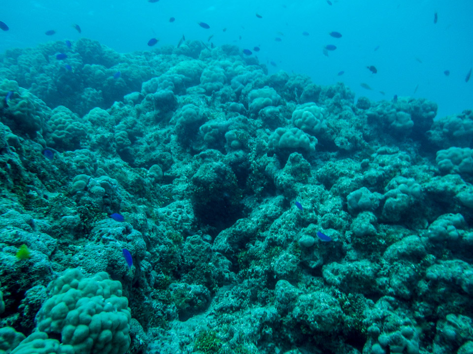 IMGP1697.jpg Sous l eau - Tikehau - Copyright : See Otherwise 2012 - 2025