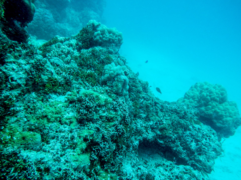 IMGP1705.jpg Sous l eau - Tikehau - Copyright : See Otherwise 2012 - 2025