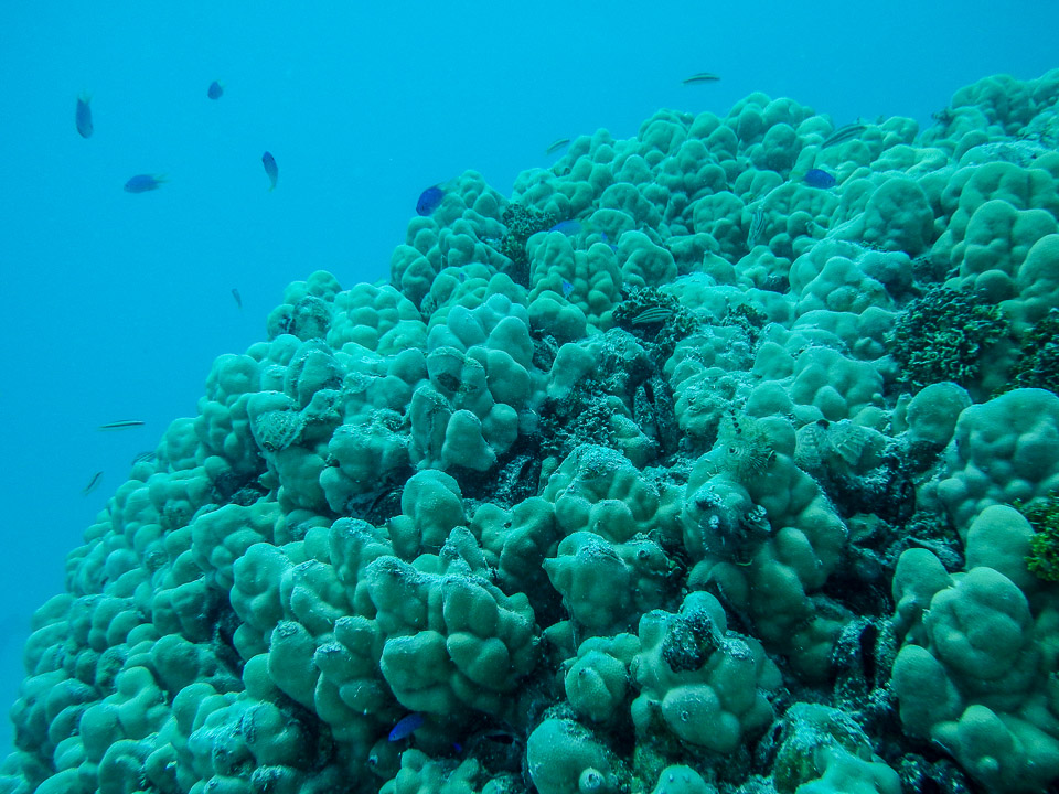 IMGP1723.jpg Sous l eau - Tikehau - Copyright : See Otherwise 2012 - 2025