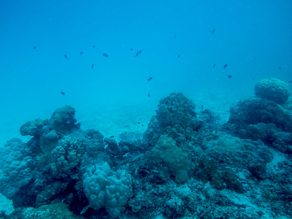 IMGP1780.jpg Sous l eau - Tikehau - Copyright : See Otherwise 2012 - 2025