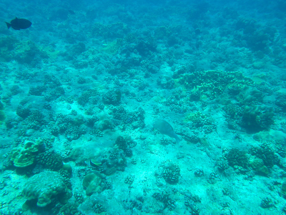 IMGP1614.jpg Sous l eau - Tikehau - Copyright : See Otherwise 2012 - 2025