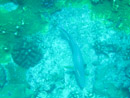 Sous l eau - Tikehau - Copyright : See Otherwise 2012 - 2023