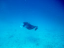 IMGP1639.jpg [Polynesie]Sous l eau - Tikehau - Copyright : See Otherwise 2012 - 2022