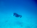 Sous l eau - Tikehau - Copyright : See Otherwise 2012 - 2023
