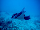 Sous l eau - Tikehau - Copyright : See Otherwise 2012 - 2023