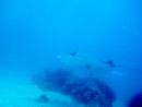 Sous l eau - Tikehau - Copyright : See Otherwise 2012 - 2023