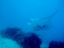 Sous l eau - Tikehau - Copyright : See Otherwise 2012 - 2023