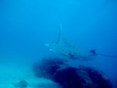 Sous l eau - Tikehau - Copyright : See Otherwise 2012 - 2025