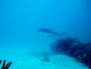 Sous l eau - Tikehau - Copyright : See Otherwise 2012 - 2023