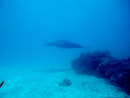 IMGP1667.jpg [Polynesie]Sous l eau - Tikehau - Copyright : See Otherwise 2012 - 2022