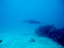 Sous l eau - Tikehau - Copyright : See Otherwise 2012 - 2023