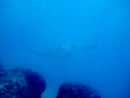 Sous l eau - Tikehau - Copyright : See Otherwise 2012 - 2023