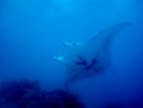 Sous l eau - Tikehau - Copyright : See Otherwise 2012 - 2025