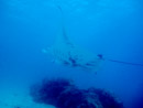 Sous l eau - Tikehau - Copyright : See Otherwise 2012 - 2023