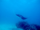 Sous l eau - Tikehau - Copyright : See Otherwise 2012 - 2023