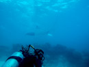 Sous l eau - Tikehau - Copyright : See Otherwise 2012 - 2023