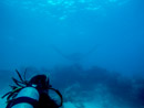 Sous l eau - Tikehau - Copyright : See Otherwise 2012 - 2023