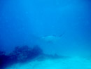 Sous l eau - Tikehau - Copyright : See Otherwise 2012 - 2023