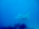 Sous l eau - Tikehau - Copyright : See Otherwise 2012 - 2023